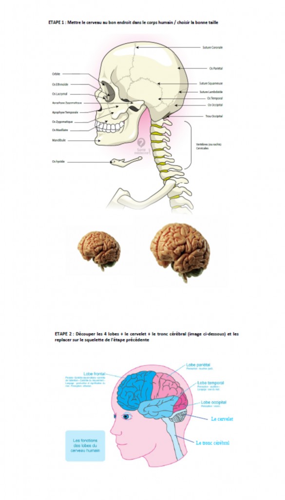 Expliquer le cerveau à un enfant - Plaisir d'apprendre