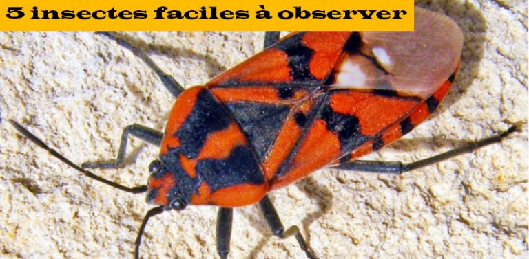 5 Insectes Faciles À Observer